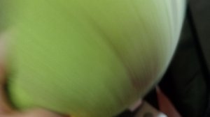 Пять ночей с гусеницой 6-тая ночь