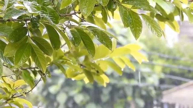 Сура 15 "Аль-Хиджр" красивое чтение Корана смотреть онлайн