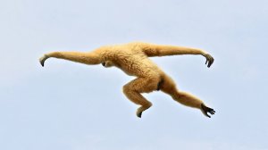 Это Самые Быстрые и Ловкие обезьяны на планете - ГИББОНЫ!