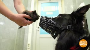 Как подружить котенка и собаку. Доброе утро. Фрагмент выпуска от 16.12.2025