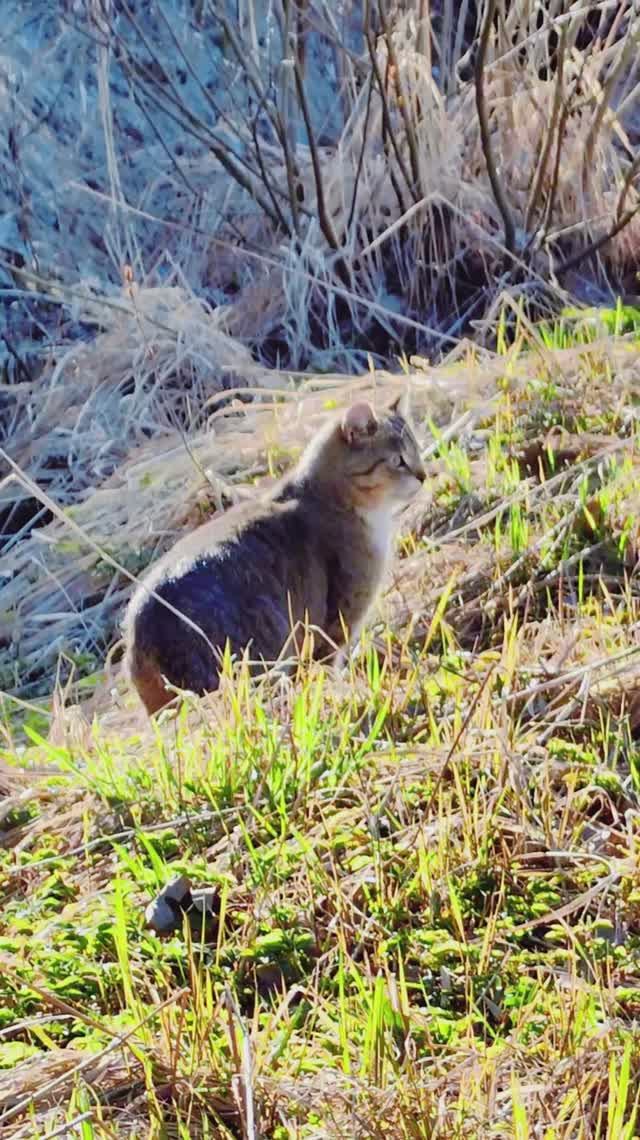 Сергей и Алиса | История двух сердец | Дачные видеозарисовки | Обитатели дачи | Часть 2