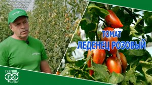 ЛЕДЕНЕЦ РОЗОВЫЙ