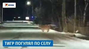 Прогулка тигра по селу в Приморье попала на видео
