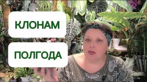 КЛОНАМ ПОЛГОДА. Результаты, впечатления, выводы. 16-12-2025