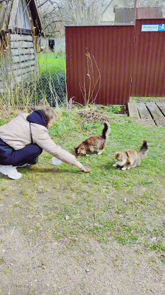 Сергей и Алиса | История двух сердец | Дачные видеозарисовки | День добрых дел | Часть 3