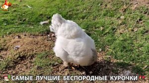 Цыплята и Курочки селяночки лучшие беспородные несушки 🥚 (412)