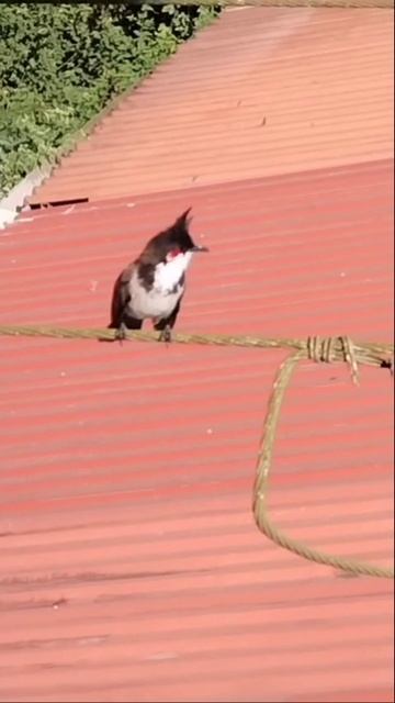 Утренний концерт