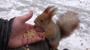 Незнакомая коричневая белка. Зарисовка