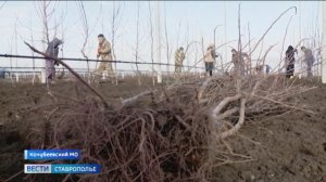 На Ставрополье расширяют площадь яблоневых садов