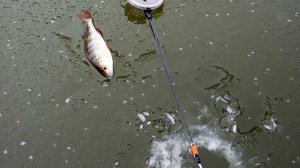 Открыл сезон льда