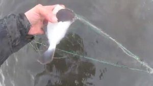 Камбала есть,будем есть.Проверка ловушек из Кольев.Нашёл Лабораторию