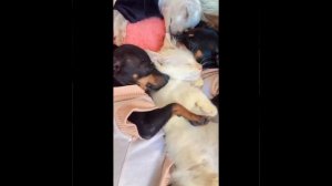 Видео от МЯУтаверс – как метавселенная, но с котами