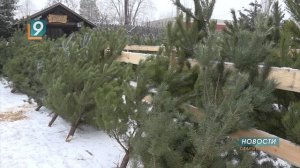 Праздник к нам приходит: старооскольский лесхоз заготовил 4 тысячи новогодних сосен
