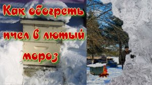 Как убереч  семьи пчел от переохлаждения в лютый мороз