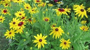 Рудбекия в саду: как вырастить красивые многолетние цветы