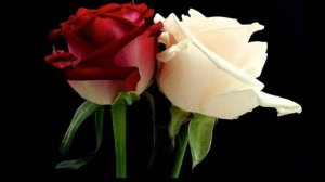 Две розы, две судьбы