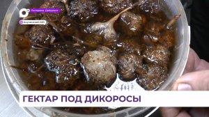 Предприниматель из Приморья развивает производство концентратов из дикоросов