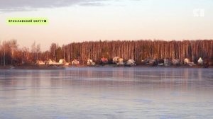 Ярославцы потребовали спасти застрявших на Климовских карьерах лебедей