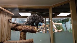 Цепкохвостые дикобразы. Один вышел посмотреть на посетителей, а другой спит в будке 16.12.2025