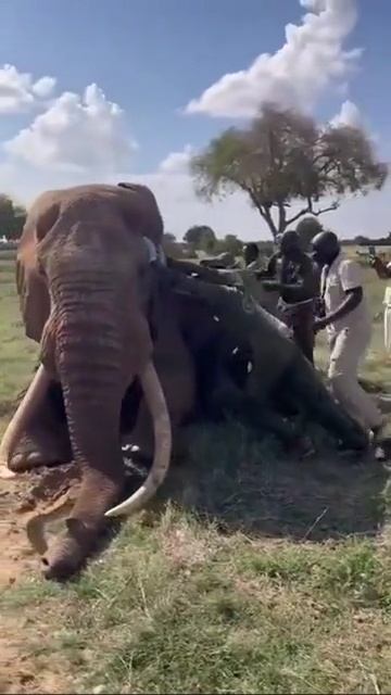 Ветеринары в Кении смотреть онлайн