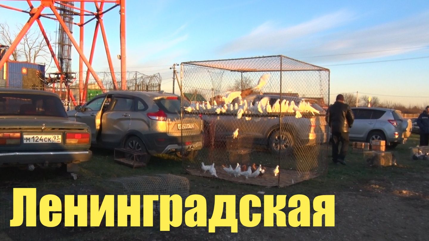Птичий рынок. Ленинградская. [14.12.2025] смотреть онлайн