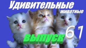 Удивительные животные выпуск 61 #юмор #смешно