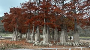 Анапские тысячеЛетники или история одного эксперимента