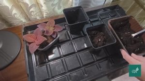 ВИДЕОСБОРНИК: ранний посев колеусов/ посев эустомы/ укоренение хлорофитума