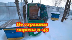 ЗИМОВКА ПЧЁЛ ПОД СНЕГОМ, КАКАЯ ВЕНТИЛЯЦИЯ
