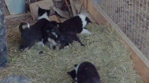 Щенки к выбору. Помет 13.10.2025г.