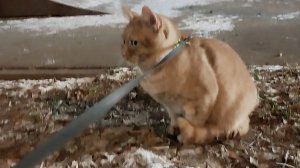 Классное видео о рыжем коте 371ый выпуск: вечерняя прогулка.