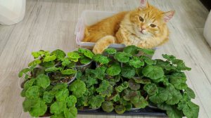 4 МОЩНЫЕ ПОДКОРМКИ ГЕРАНИ и даже чахлая вмиг нарастыит пышный куст и оживет