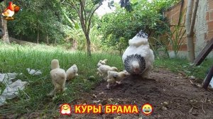 Куры Брама с лохматыми лапами прекрасные несушки (79)