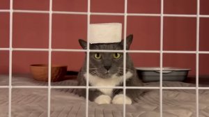 Если бы котики  Ходили в Школу