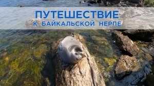 Озеро Байкал. Виртуальное путешествие к Байкальской нерпе.
