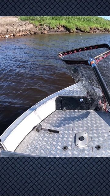 Опа!!! Клюнула!