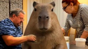 942 Ну что с этим сделаешь. Решил покупать Капибару.