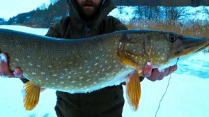 Первый лёд!!! Ого... Мамаша-пожиратель всего поймана и не лезет в лунку. Рыбалка на жерлицы.