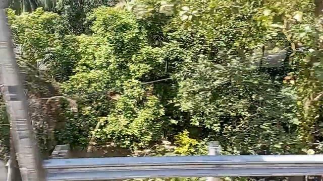 Горний Путь в г. Канди. Путешествие с юга Шри-Ланки на север через центр.часть горных Храмов Будды