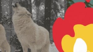 Мини сериал "Пропавшая Волчица" Wild Craft Ваилд крафт, голубичка ваилд крафт!