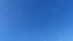 16.12.25 г. Андижанская порода голубей (3)