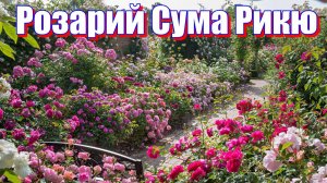 Прогулка по розарию Сума Рикю.