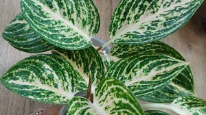 Комнатные растения❤️🌿❤️🌿❤️ Про пенёчки аглаонем🪴✂️