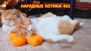Нарядные Котики расслабляются на солнышке 🌞 🐈🐈🐈 (402)