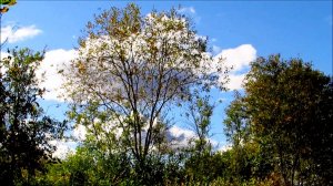 Июльская природа