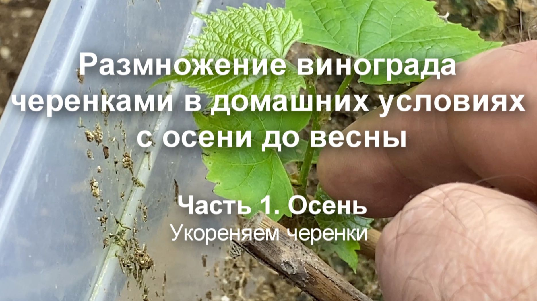 Размножение винограда черенками в домашних условиях с осени до весны: Осень