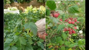 4. Размышления при сборе ягод. (Вся жизнь из недоразумений)