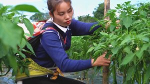 Мама поневоле, собираем сладкий перец. серия 8