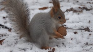 Показываю как белка вскрывает грецкий орех