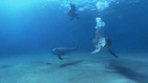 Красивая песня Дельфиненок